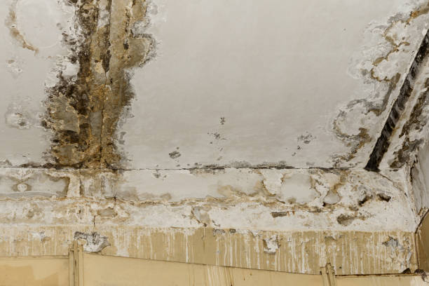 Best Mold Remediation for Healthcare Facilities  in Linntown, PA