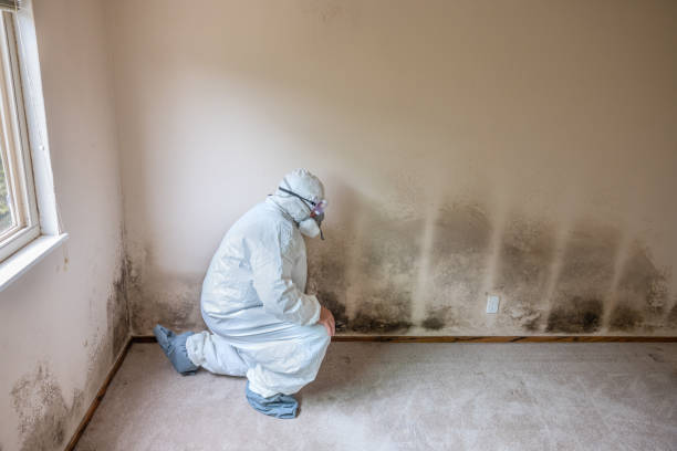 Best Mold Removal for HVAC Installations  in Linntown, PA